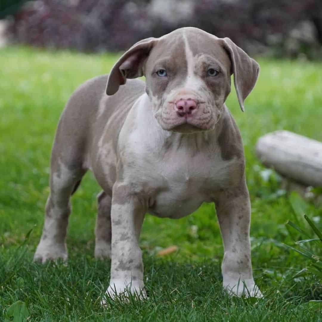merle pitbull with blue eyes