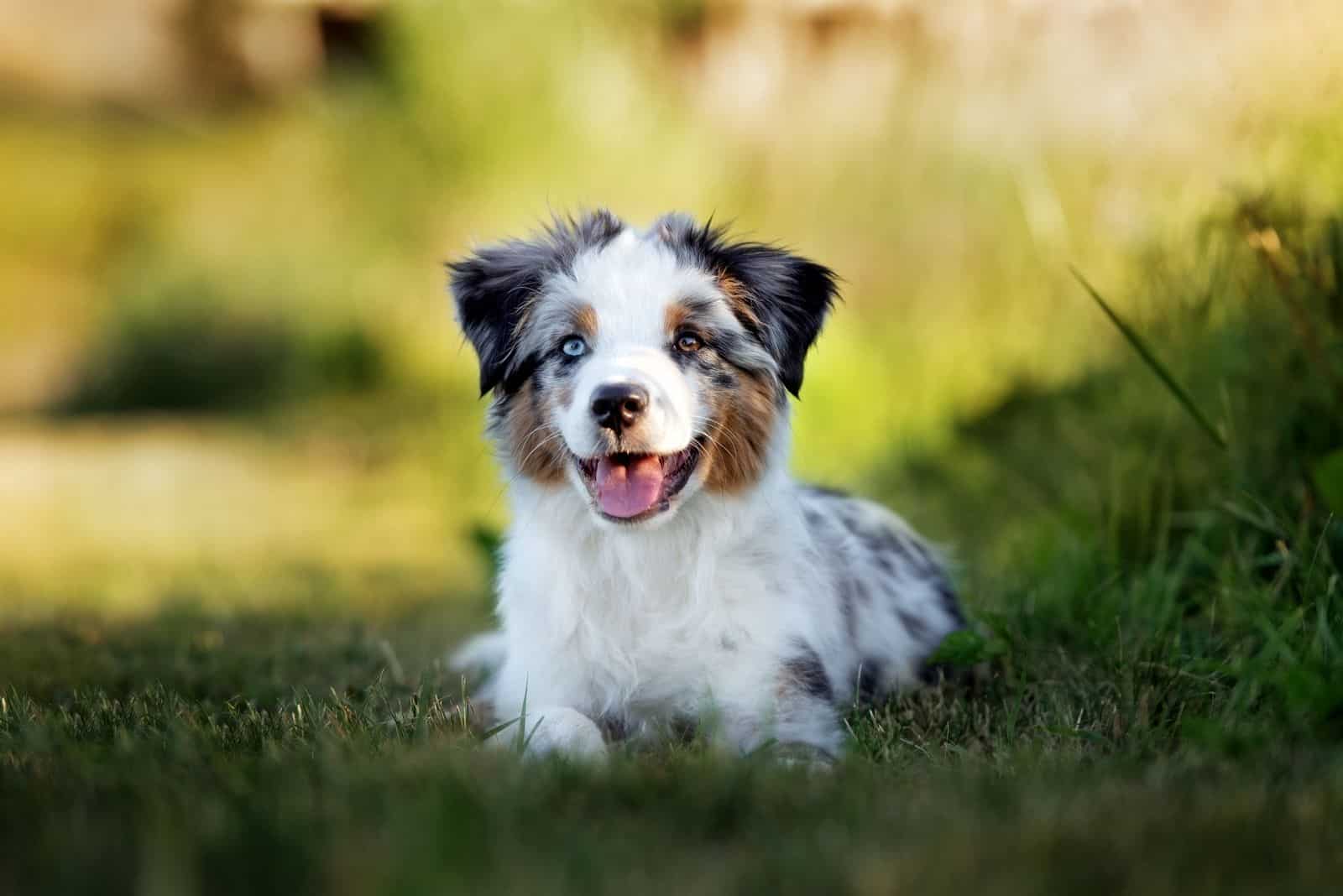 afslappet Tanzania Beskrivelse Australian Shepherd Corgi Mix - The Ultimate Herding Dog