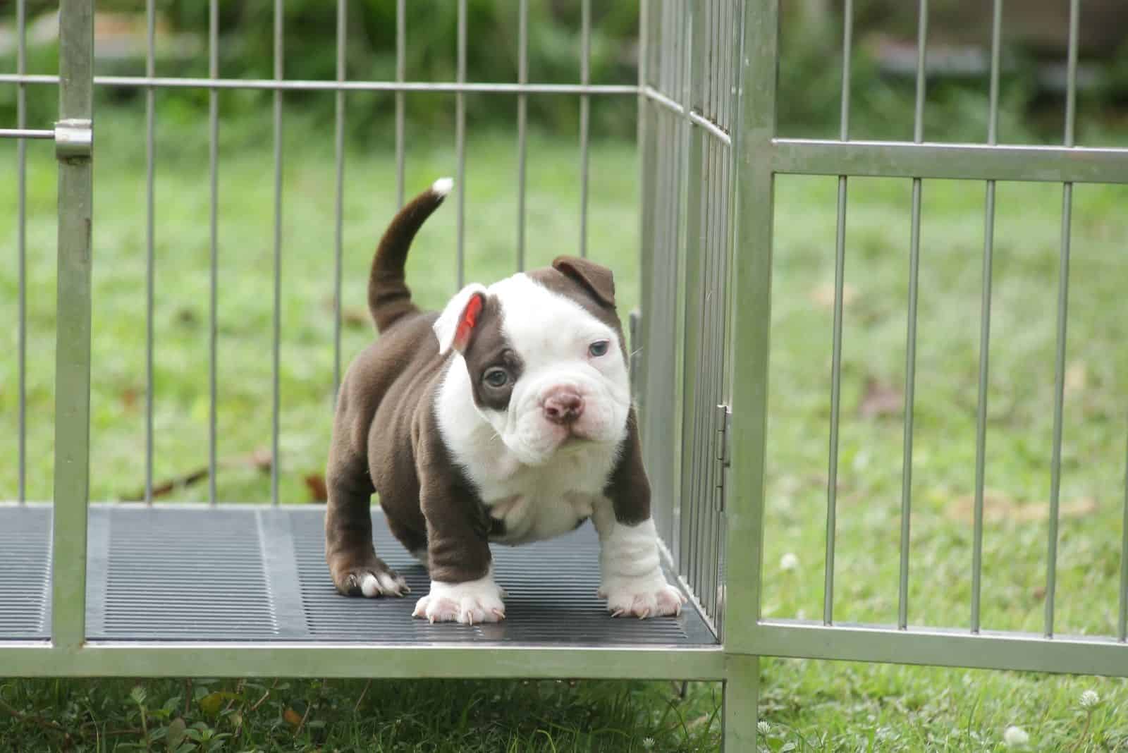 exotic bulldog puppies for sale