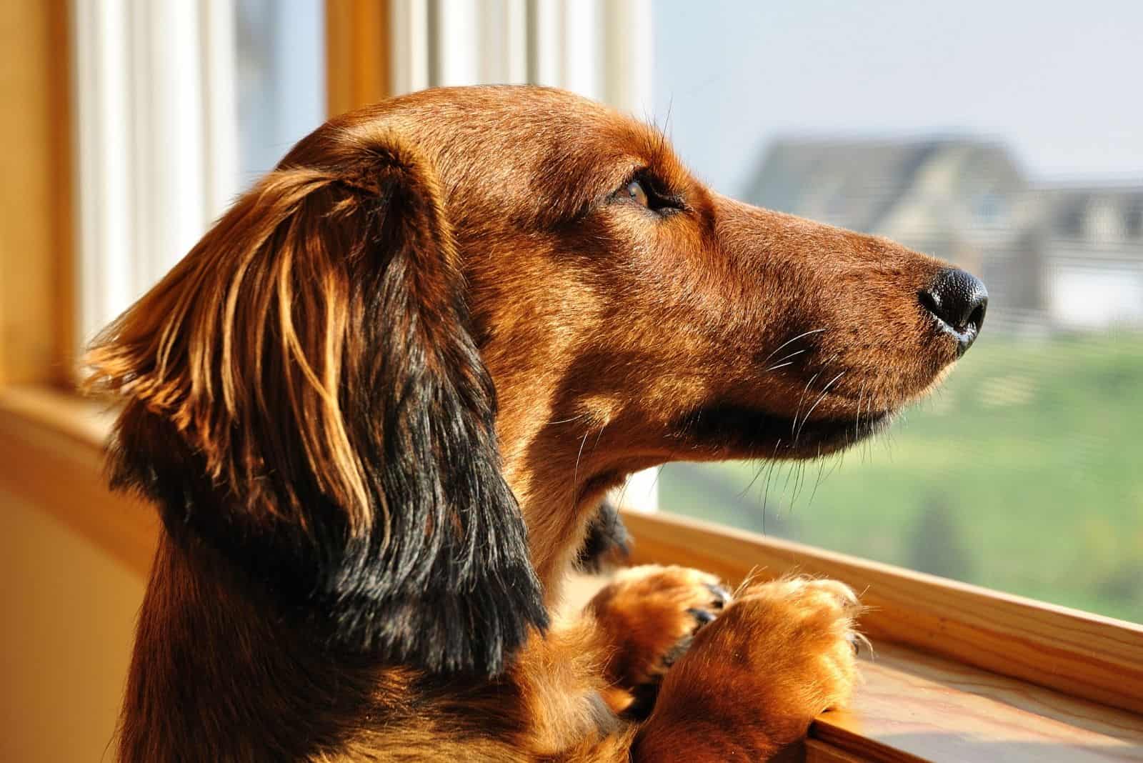 miniature dachshund dog looking out the window