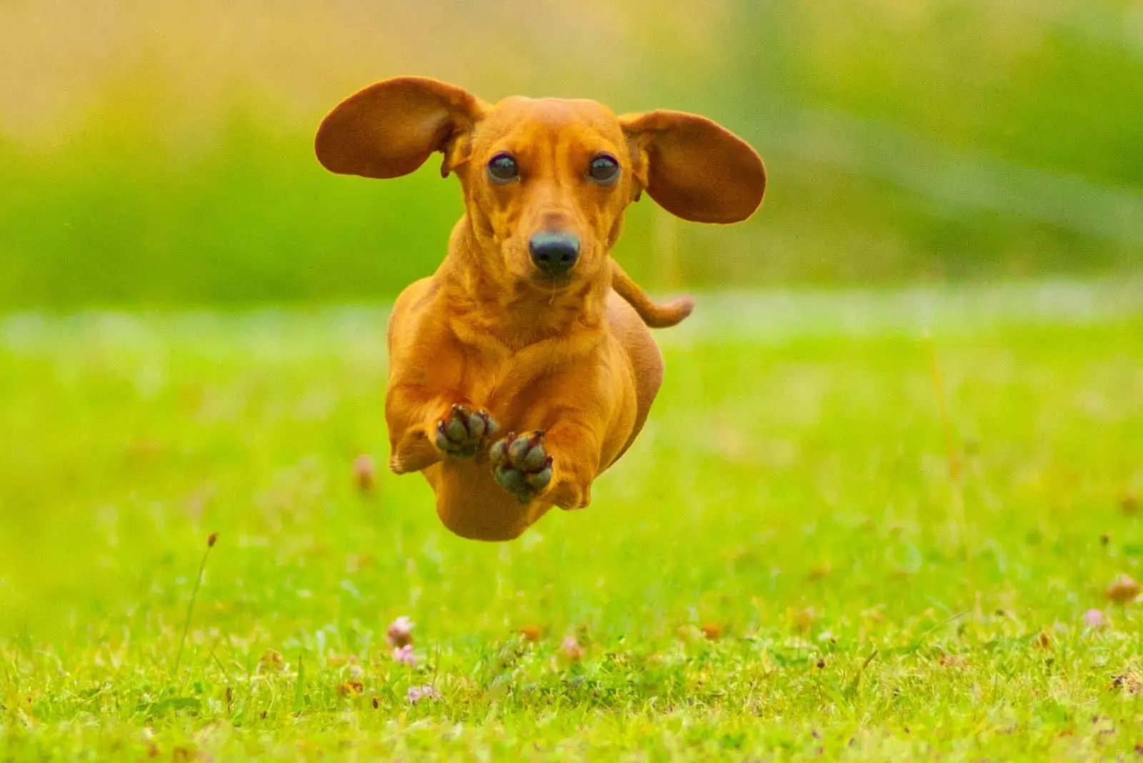 miniature smoothhaired dachshund flying in the air