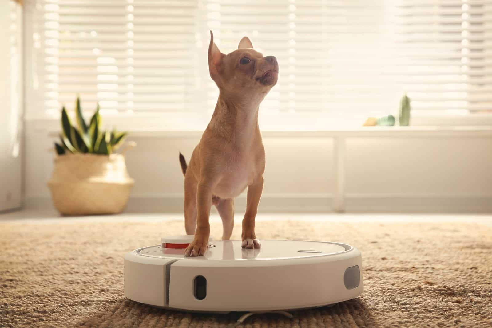 modern robotic vacuum cleaner with a chihuahua on top of it inside the livingroom