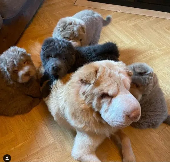 mother and litters of bearcoat shar pei dog indoors