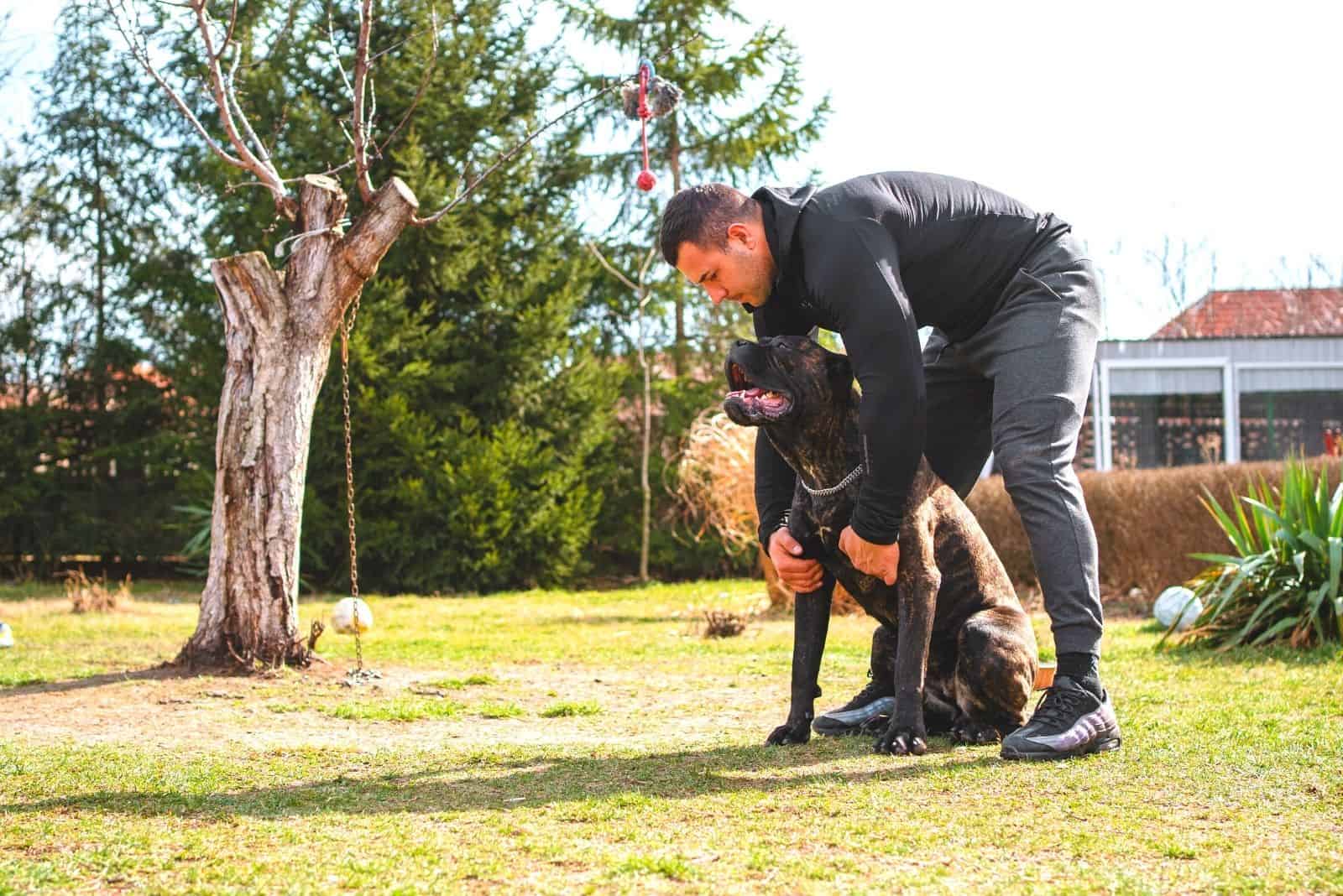 muscular man training his cane corso outdoors