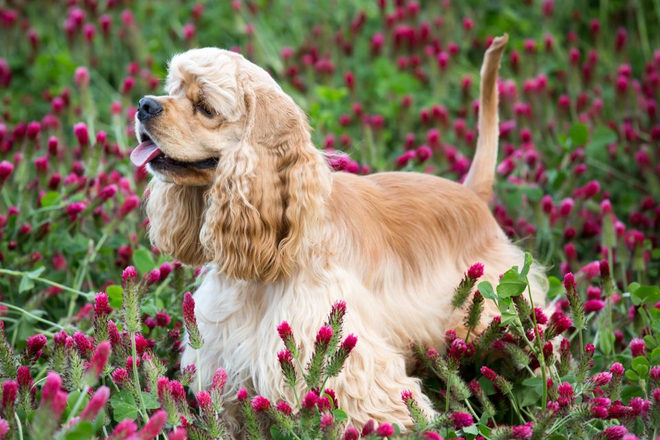 English Vs. American Cocker Spaniel How Different Are They?