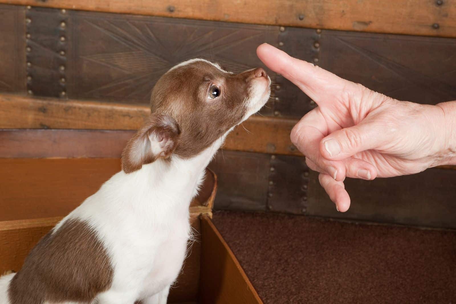 obedient little chihuahua following orders from owner 