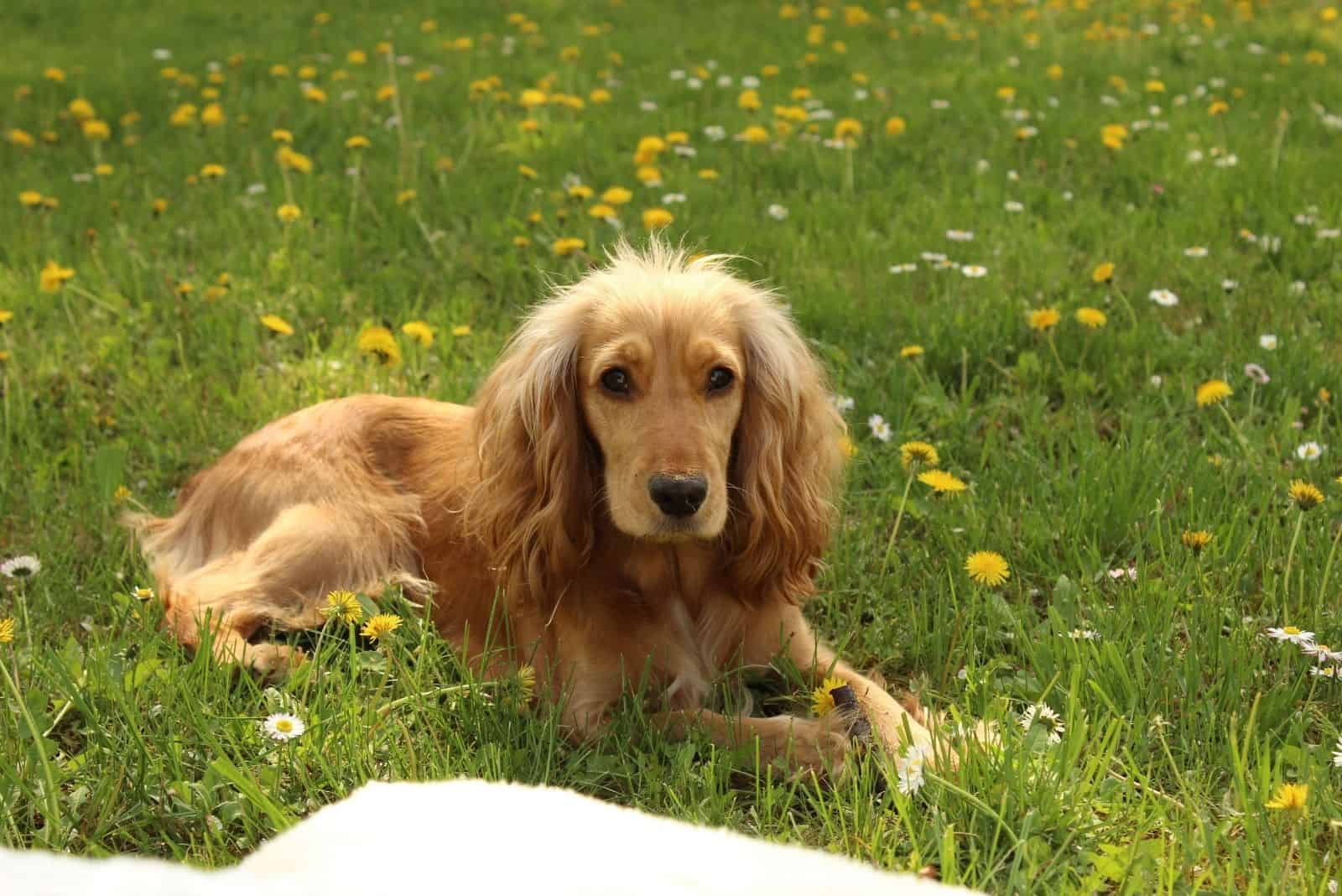 old cocker spaniel lying down in the the flower grassland