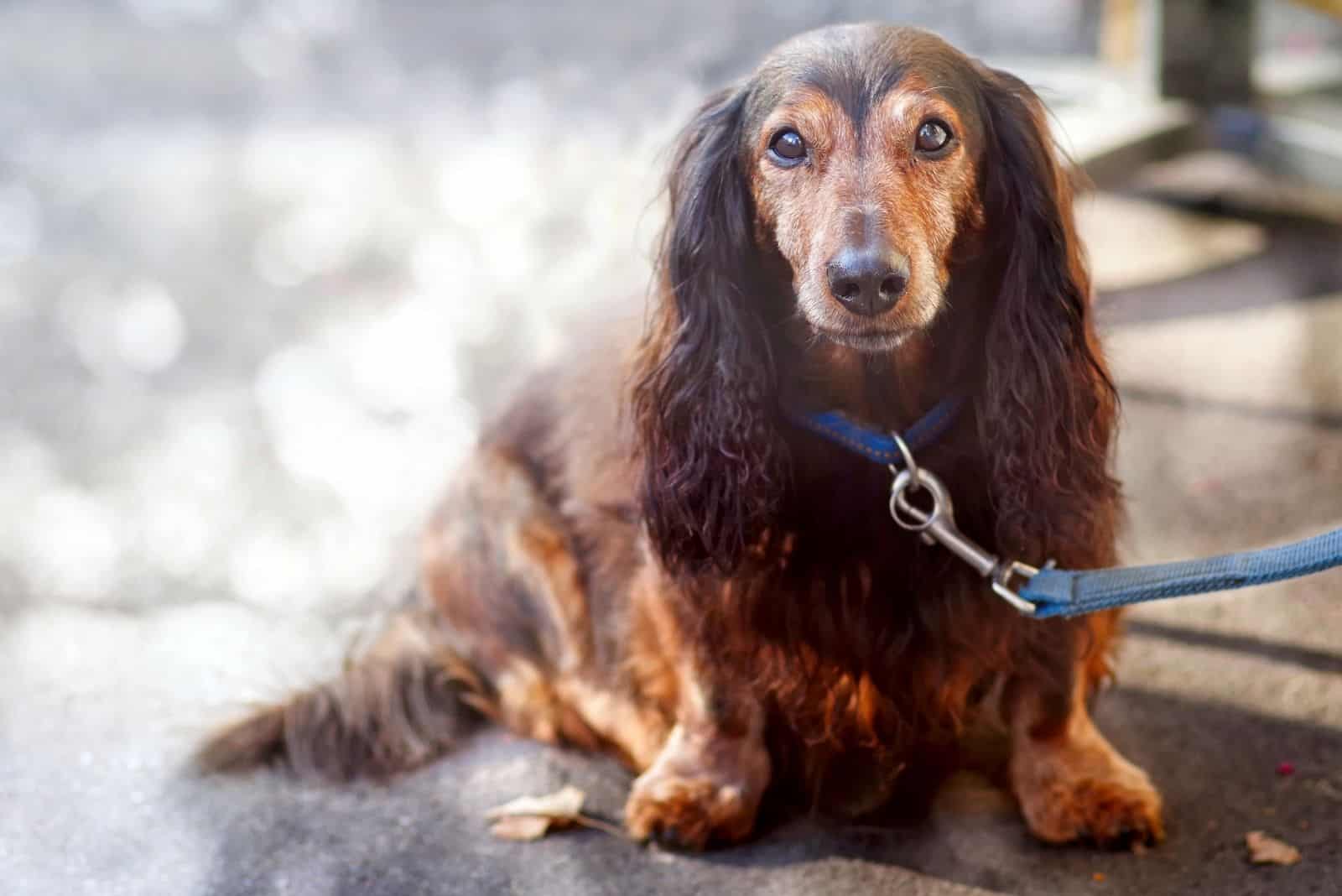 old dachshund waiting for the owner held on leash