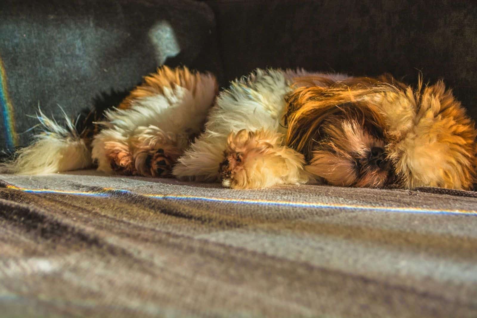 old shih tzu sleeping in the corner