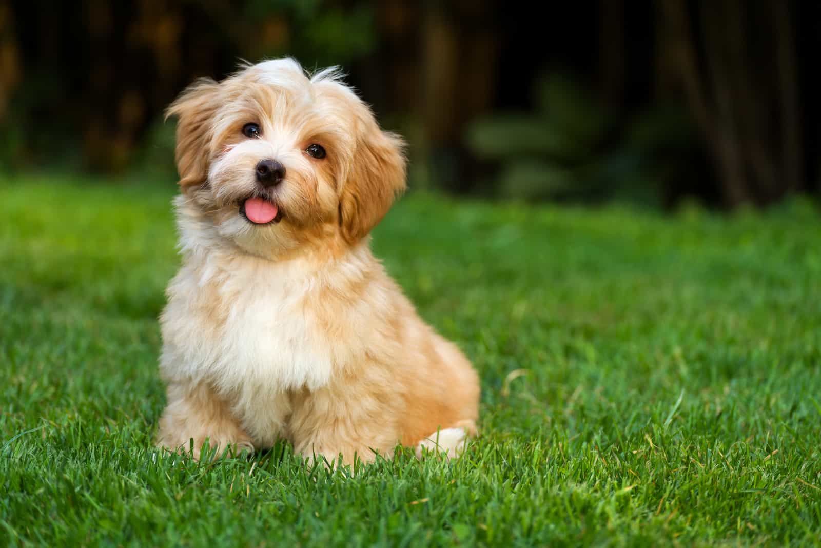 orange havanese puppy dog is sitting in the grass