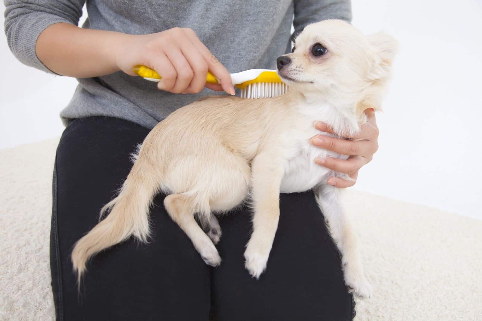 owner brushing chihuahua dog on her lap in cropped image
