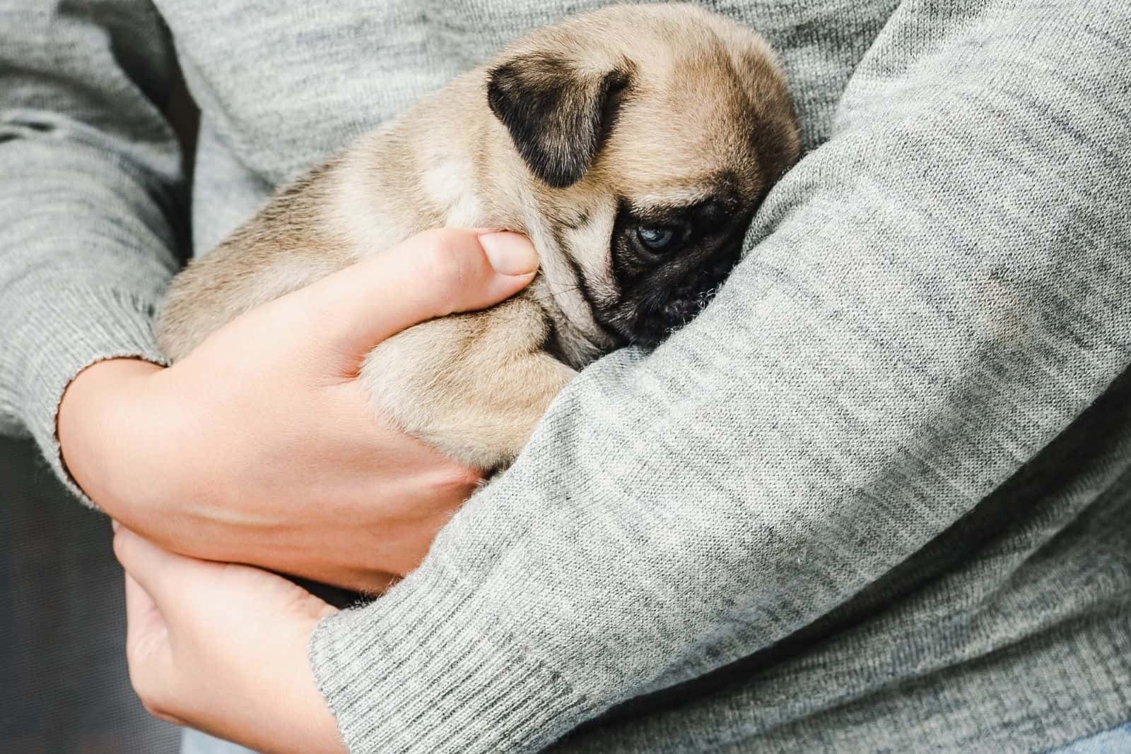 owner hugging puppy sleeping in cropped image