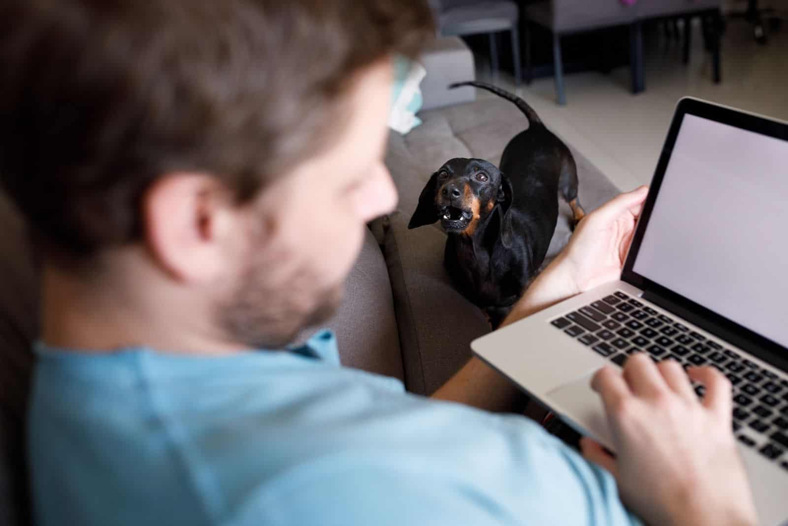 owner of the dachshund busy on laptop while the dog barking at him