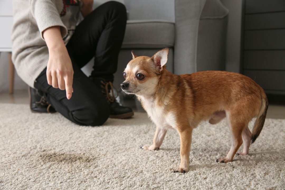 Chihuahua Potty Training Housebreaking Chis In A Few