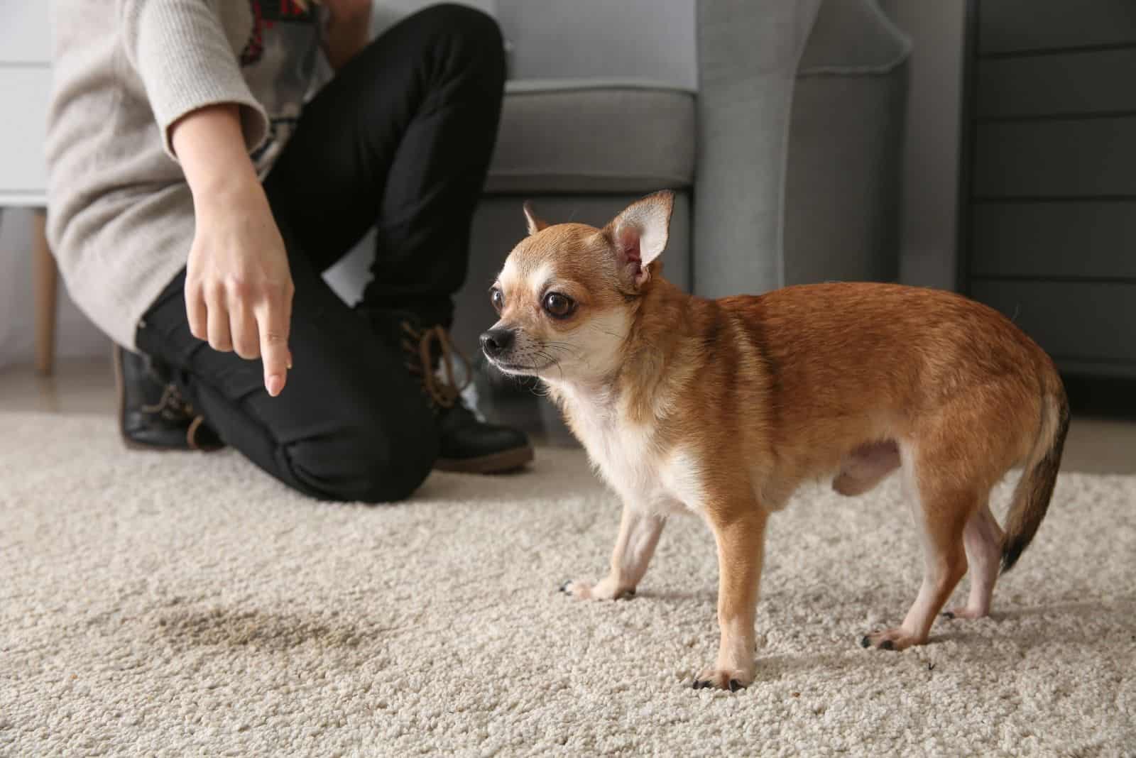 owner scolding chihuahua and pointing to the wet part of the carpet