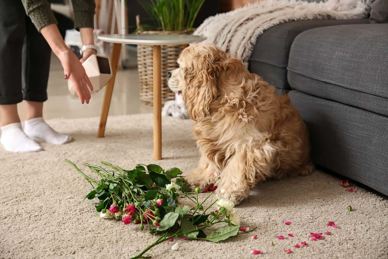 owner scolding dog breaking the vase in the livingroom