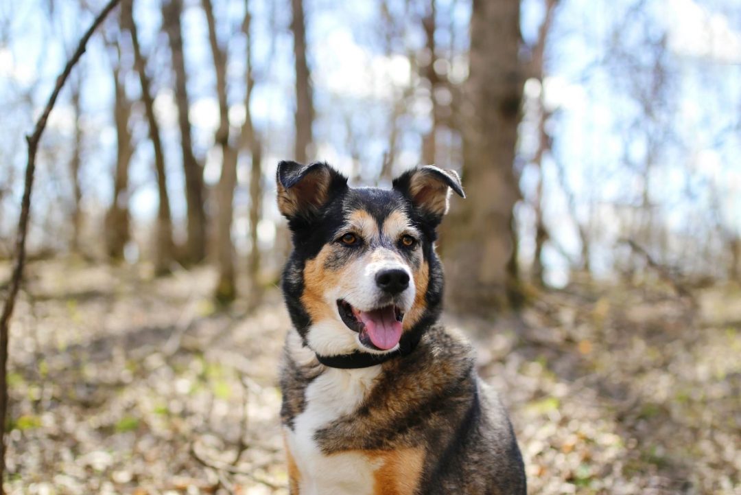 Panda German Shepherd: A Rare Breed That's Right For You?