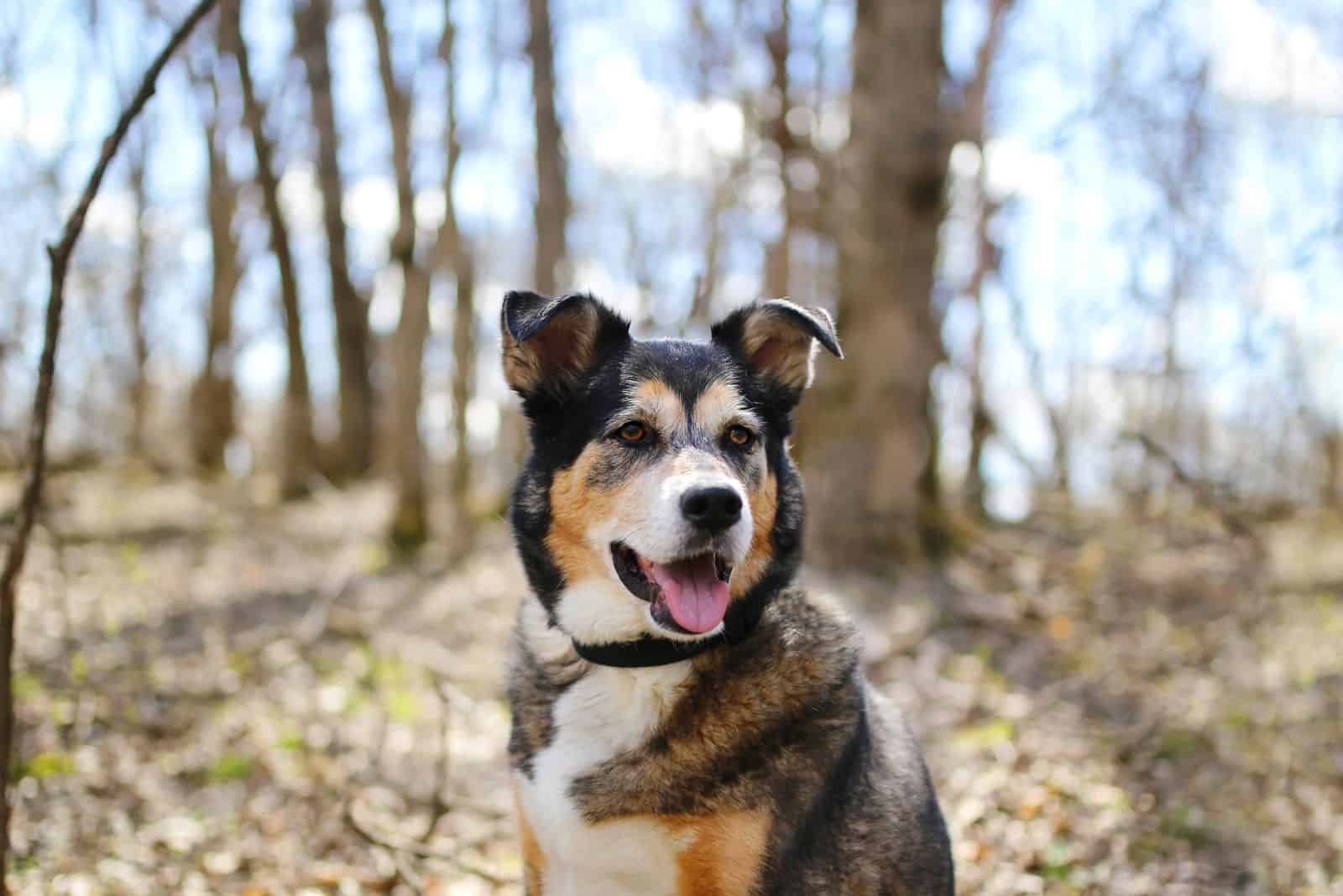 panda german shepherd in half body image in the forest