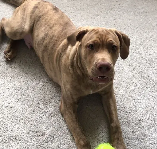 pit cane corso dog playing with ball
