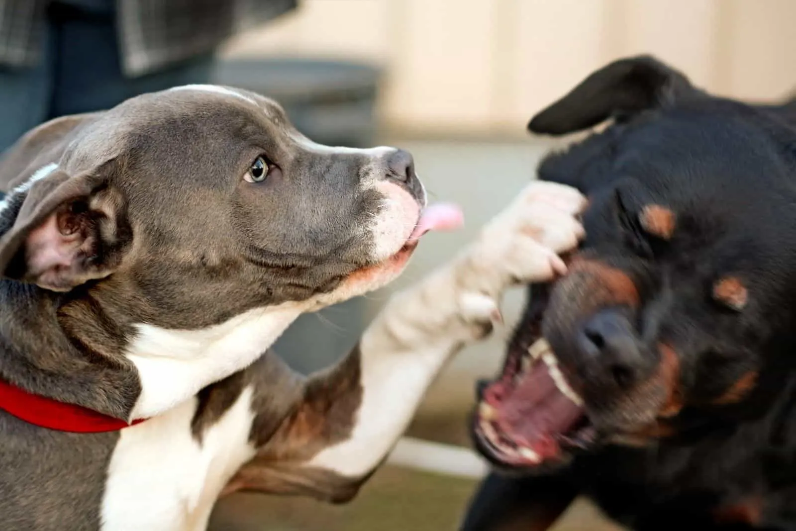 pitbull and rottweiler dogs playing and fighting