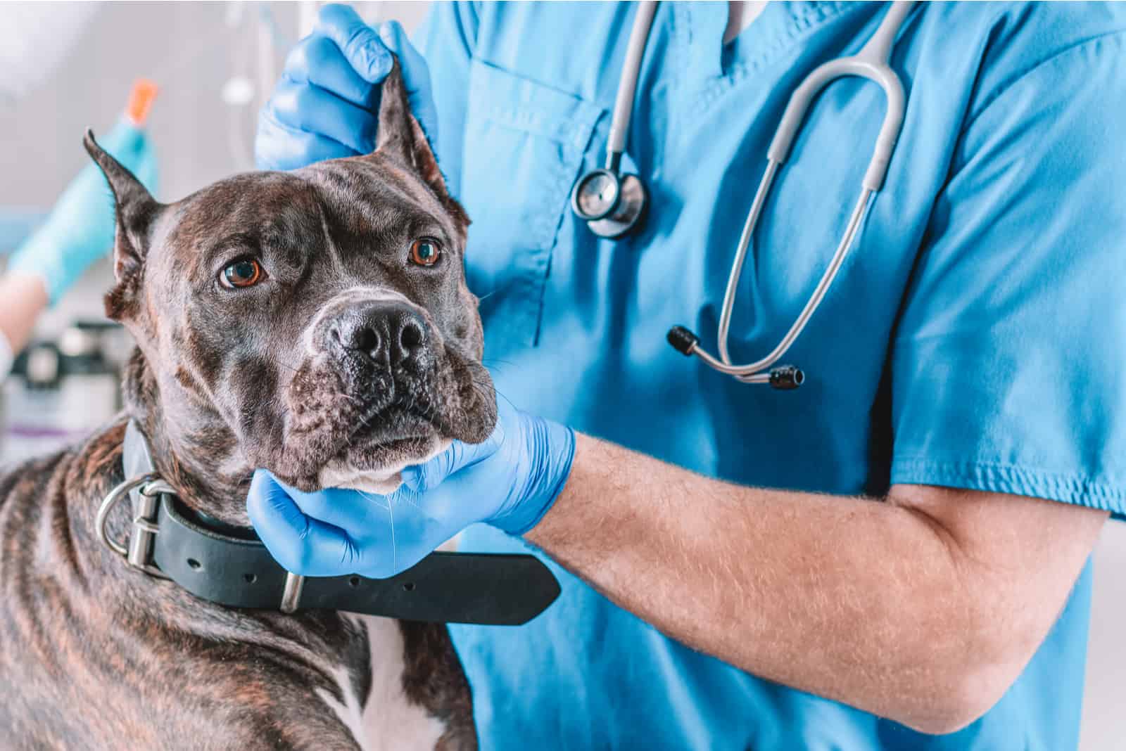 pitbull dog being examined at the clinic