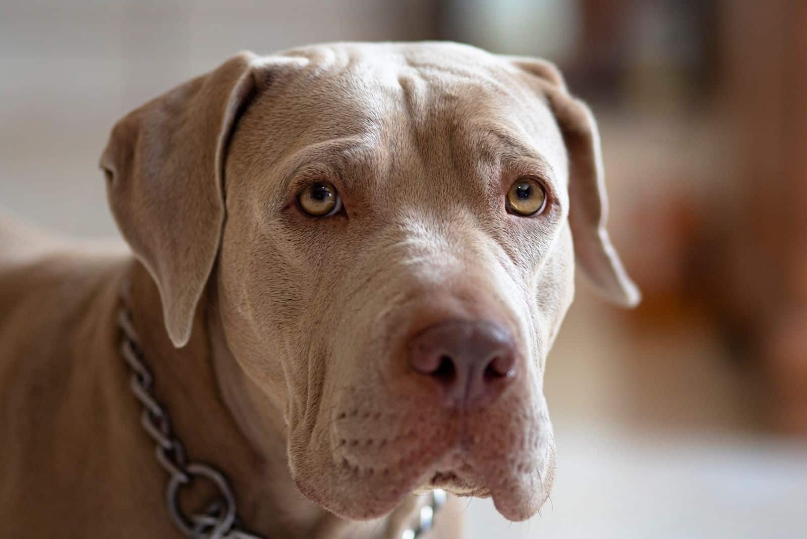pitbull dog blue fawn in close up image