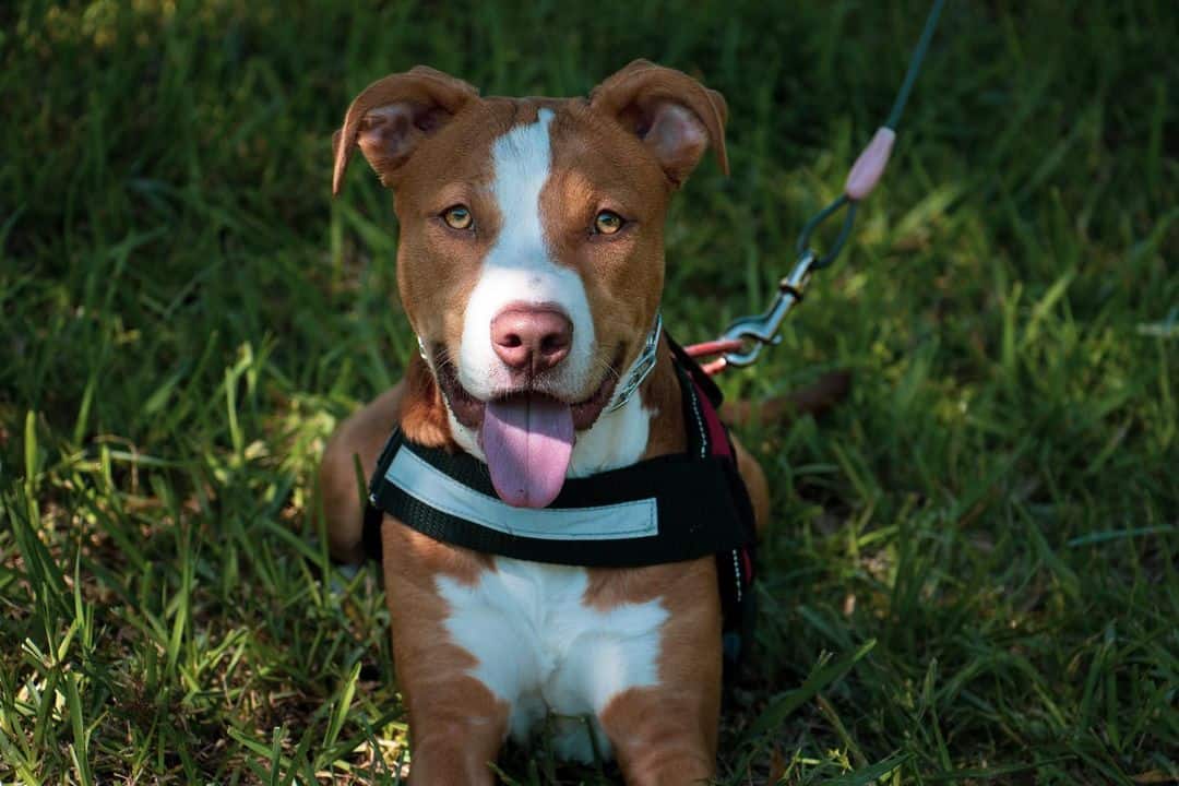 pitbull dog outdoors on green grass