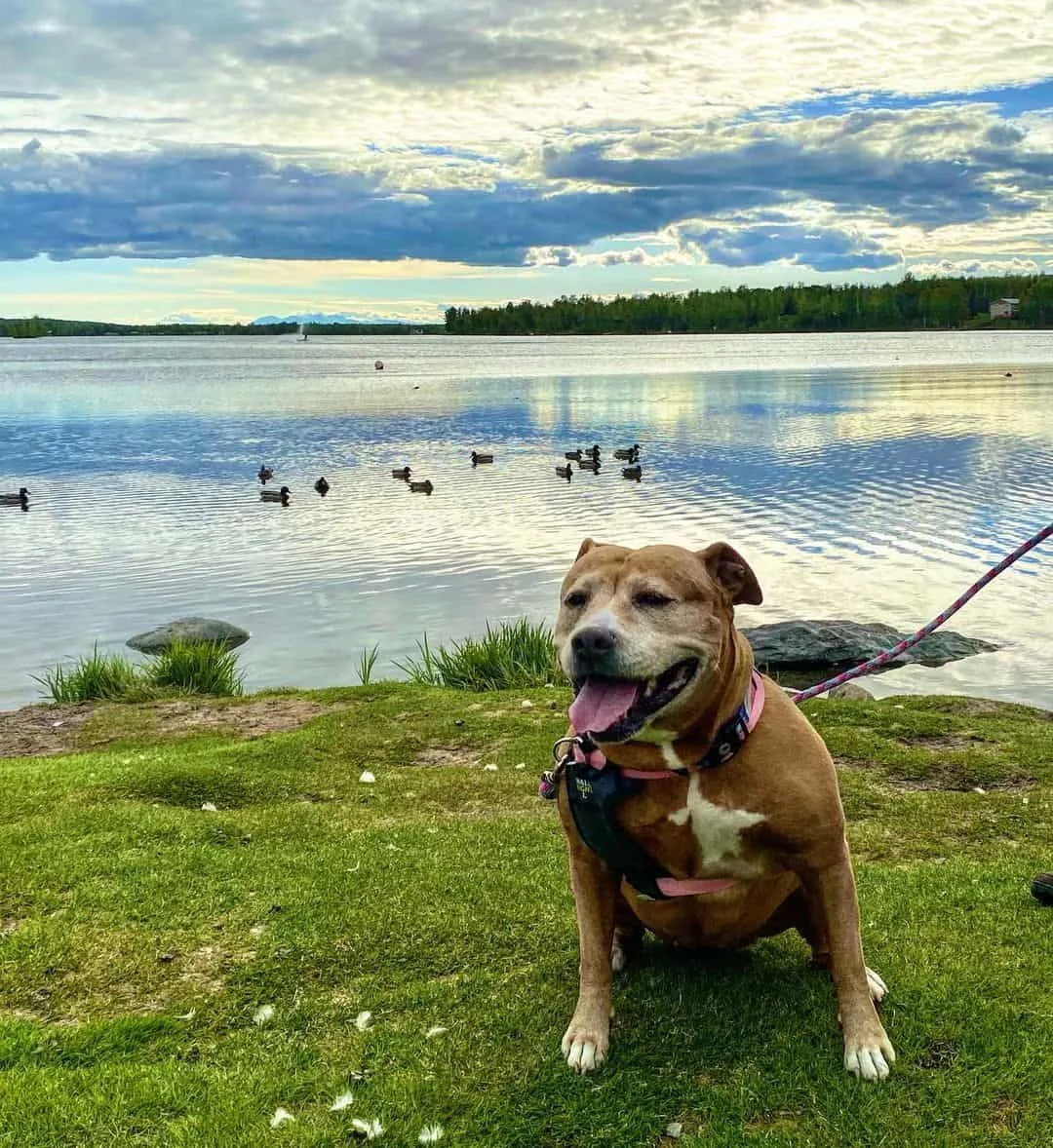 pitbull dog sitting by the lake