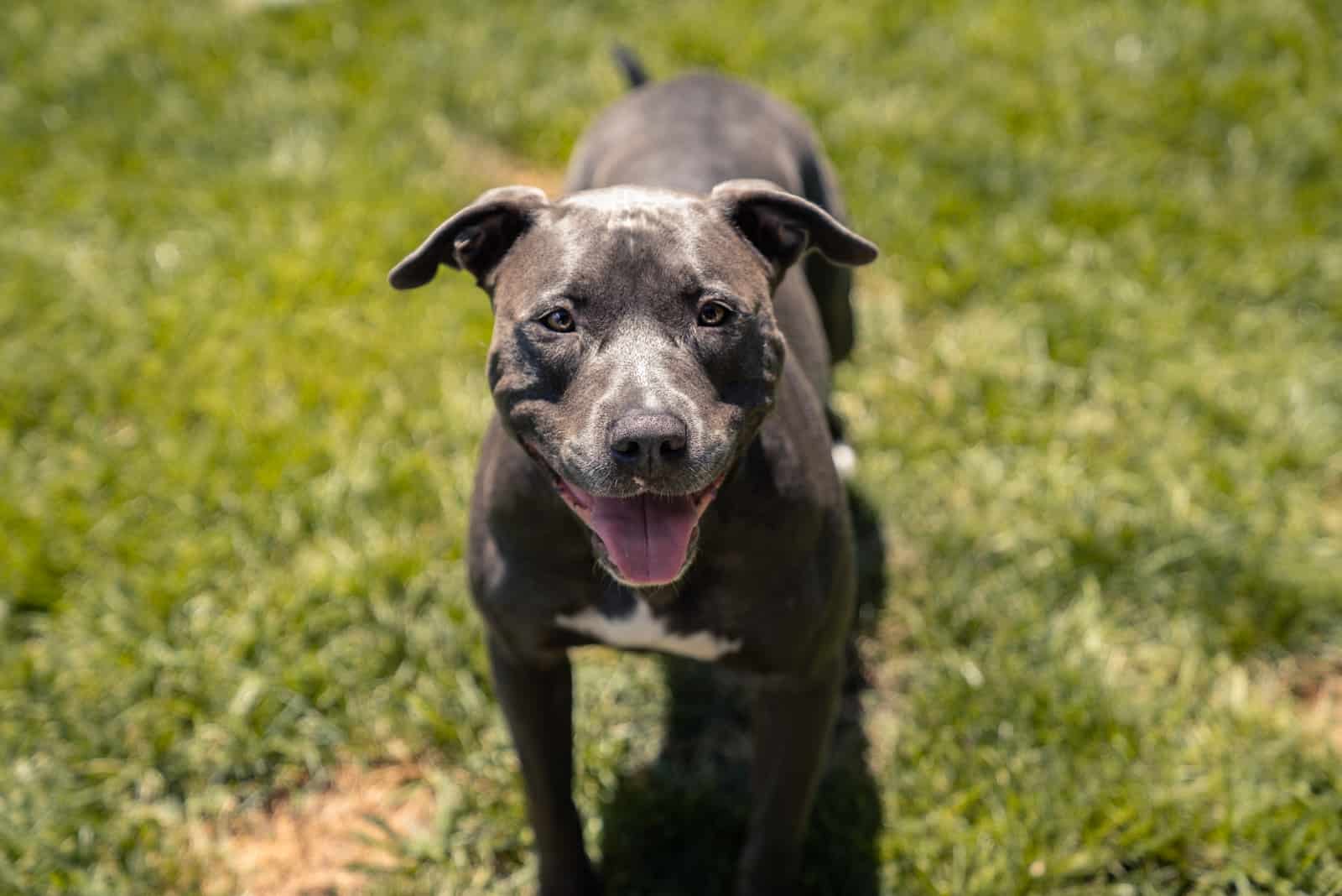 pitbull dog standing on the green grass