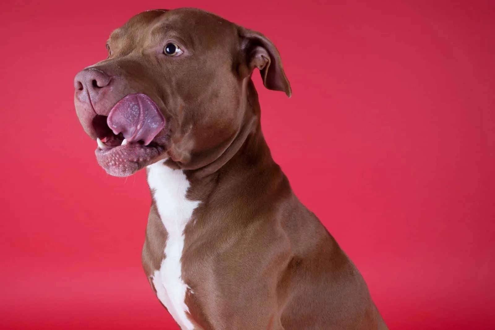 pitbull sitting in red background sitting and sticking tongue out