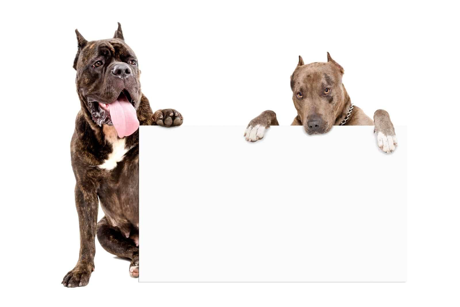 pitbull terrier and cane corso with a white board 