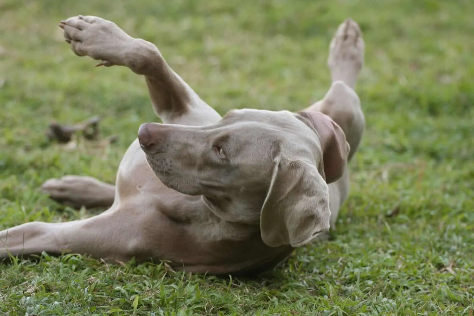 playful weimaraner pitbull lying on the ground