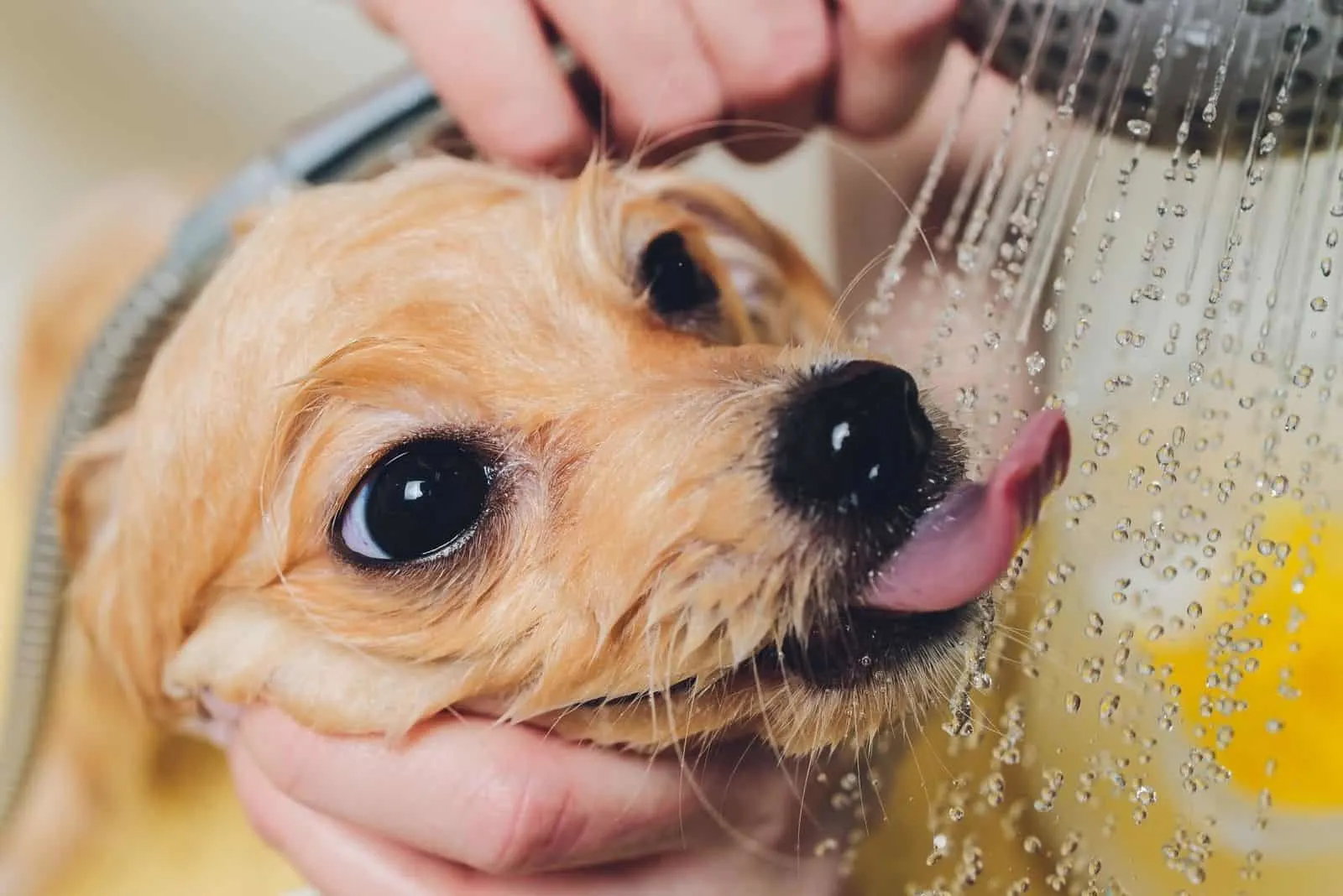 pomeranian getting bath licking on the water from shower