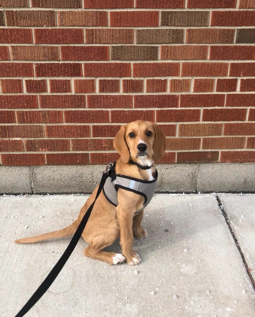 Beagle Poodle Mix: Both Loveable Breeds In One Package!