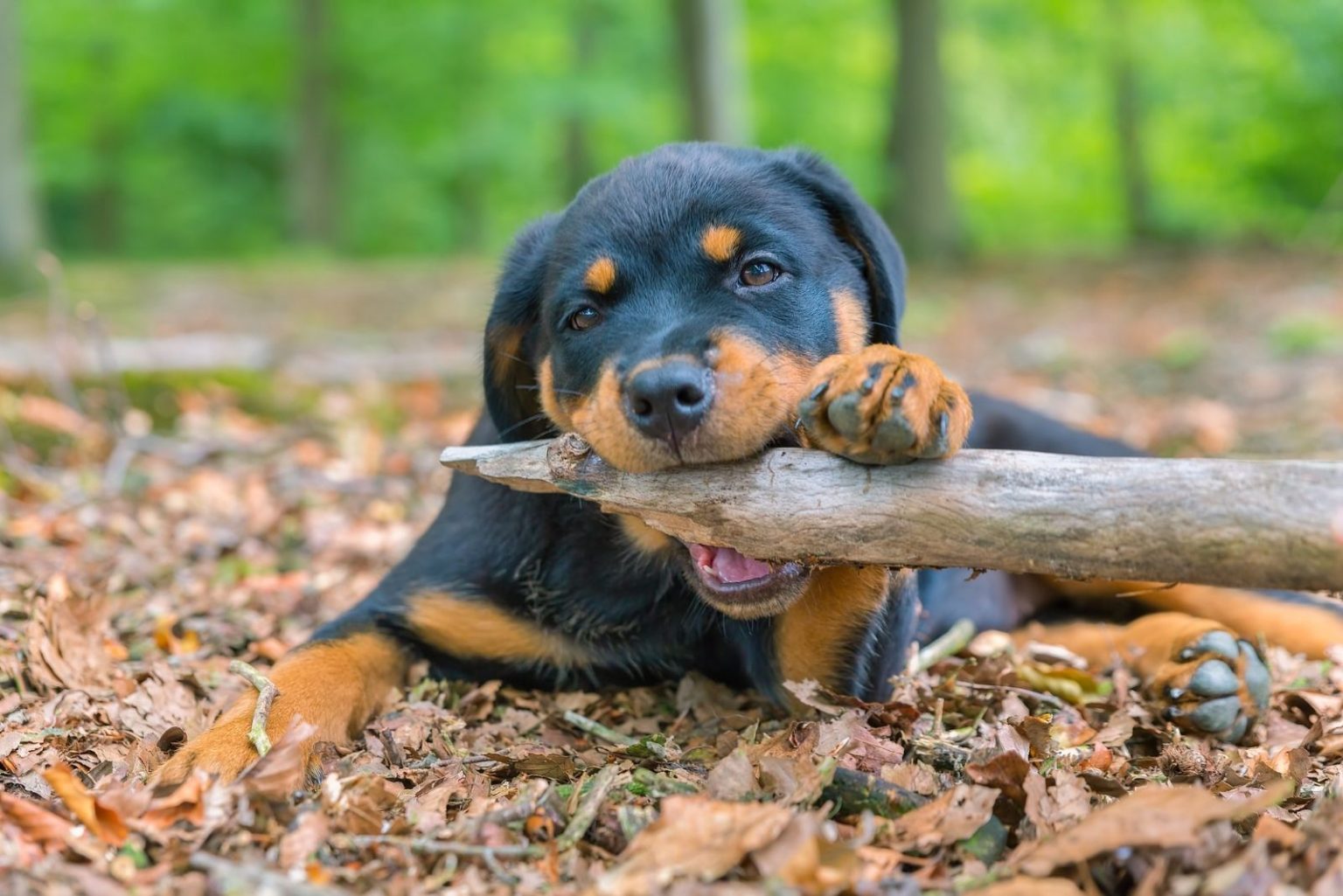 Are Rottweilers Dangerous? How Unsafe Are These Dogs, Really?
