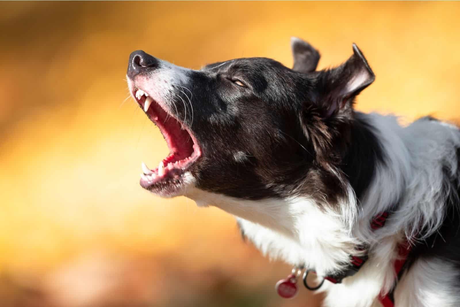 portrait of border collie barking in blurry background