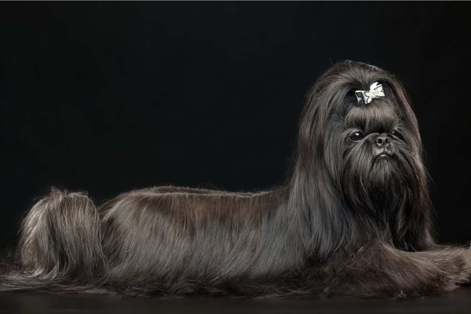 pretty black shih tzu posing and sitting inside the studio