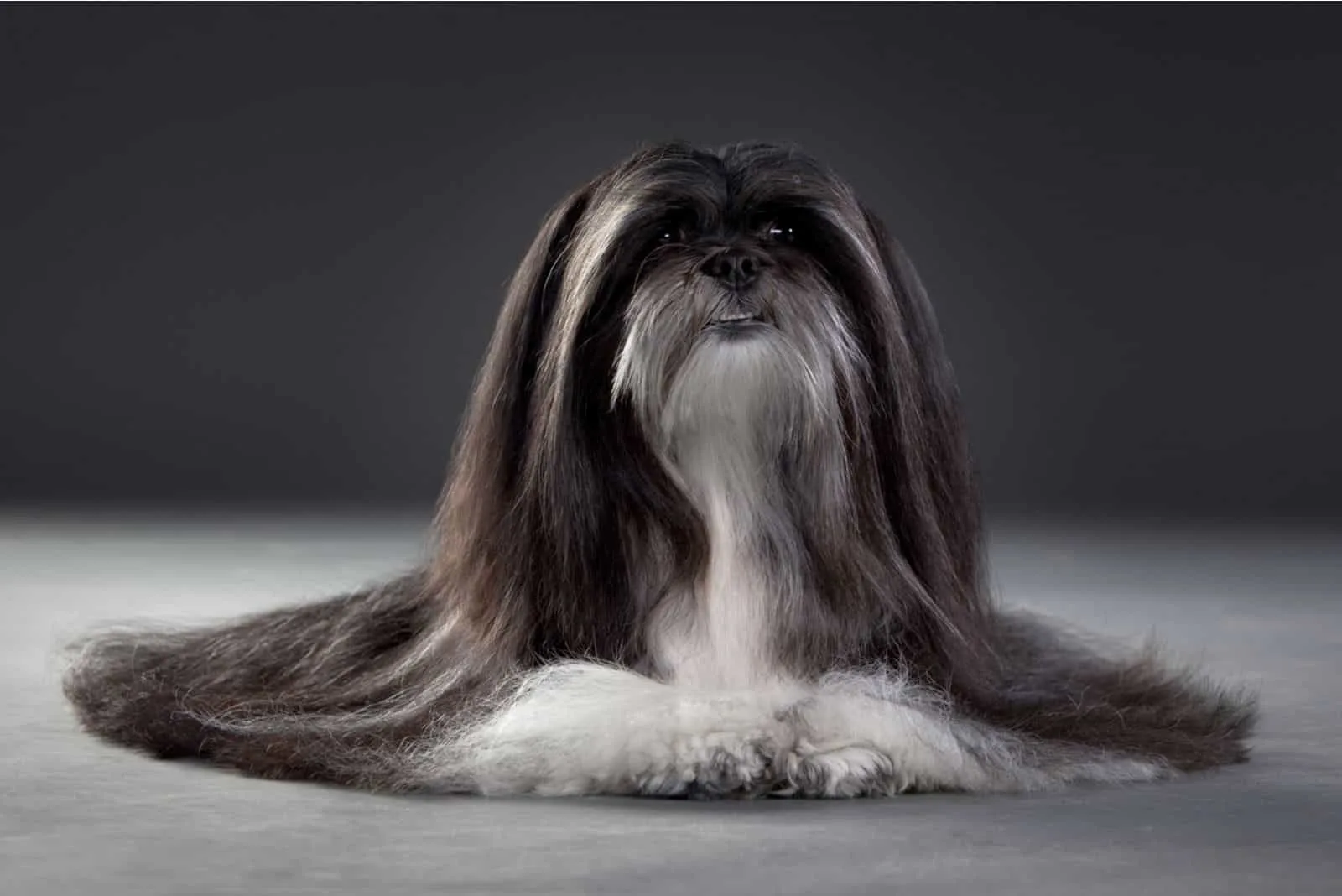 pretty long haired dog in black and white posing 
