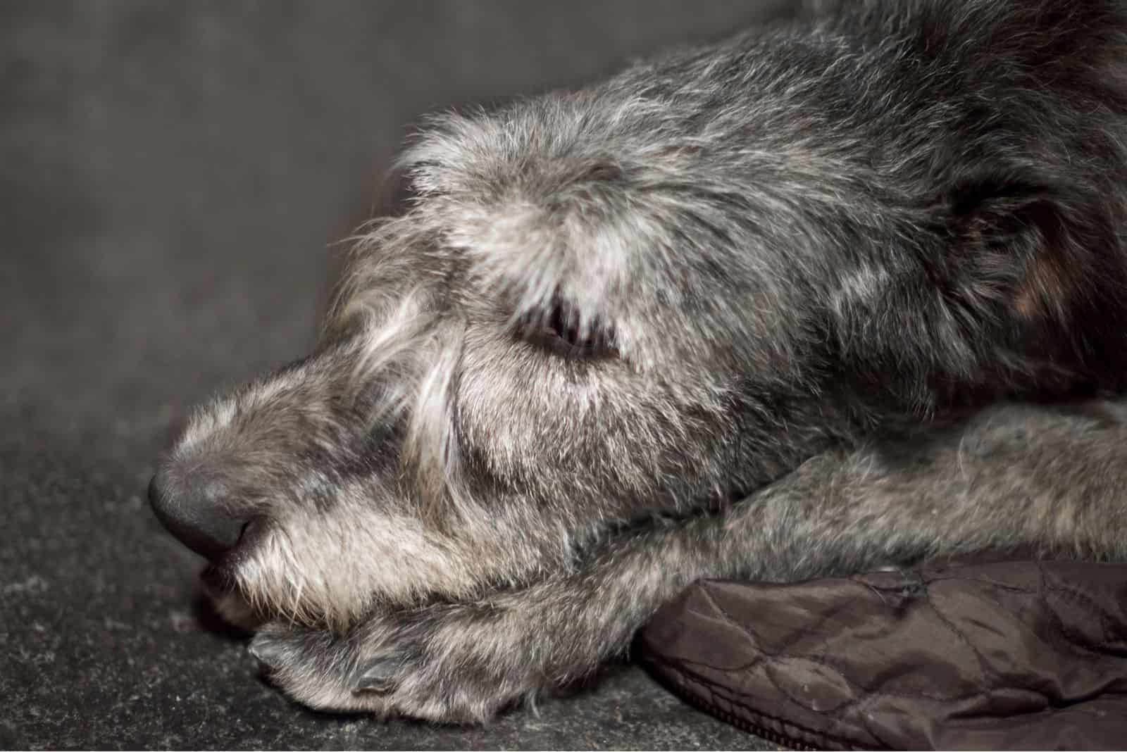 profile of irish wolfhound in close up sleeping