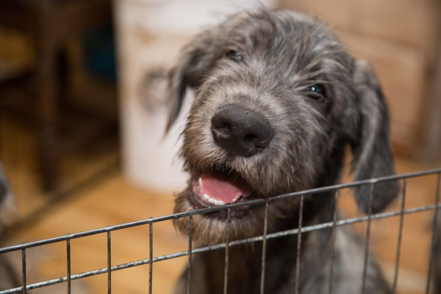 Irish Wolfhound Lifespan and Health Problems What You Need to Know
