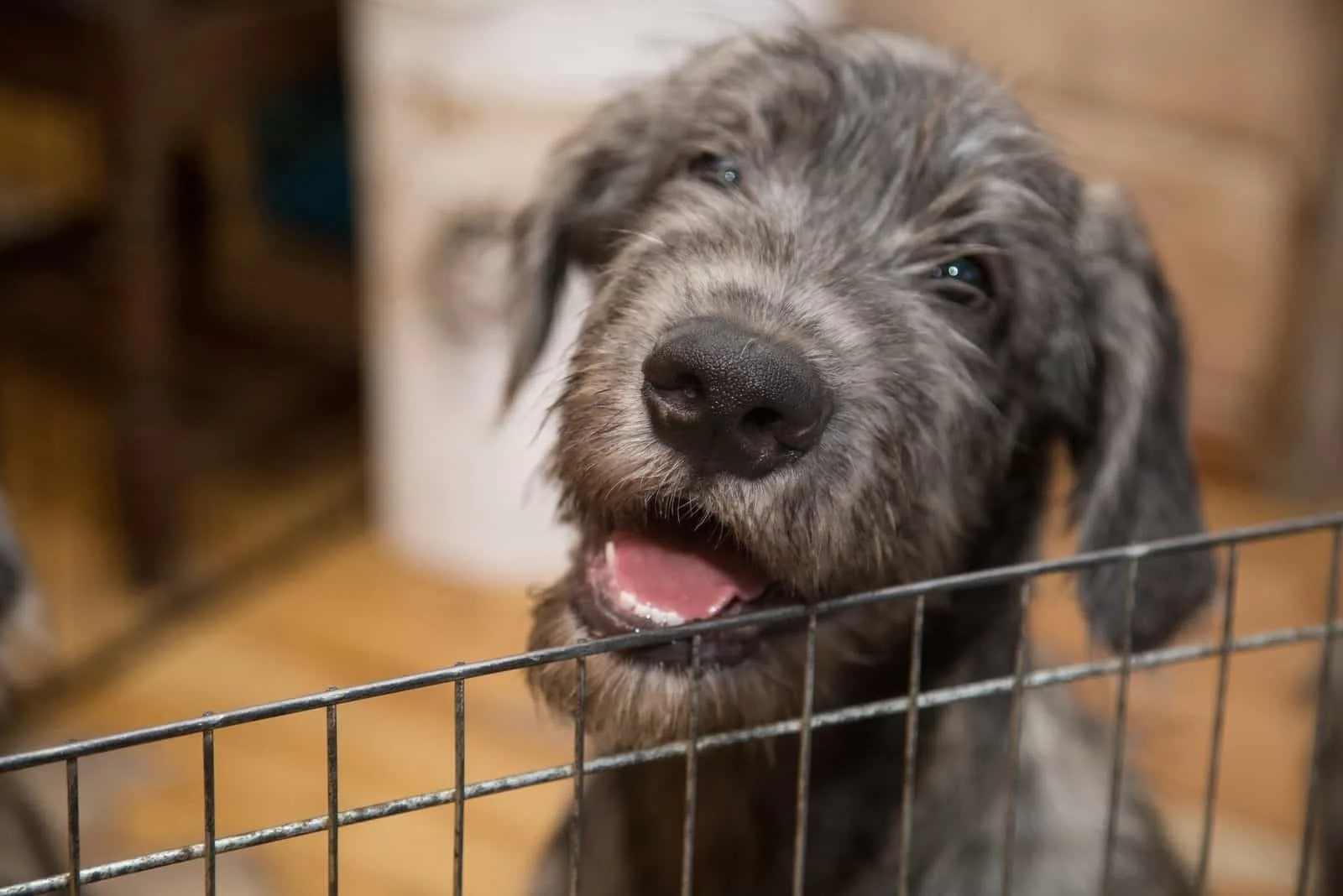puppy breed irish wolfhound inside the crate indoors