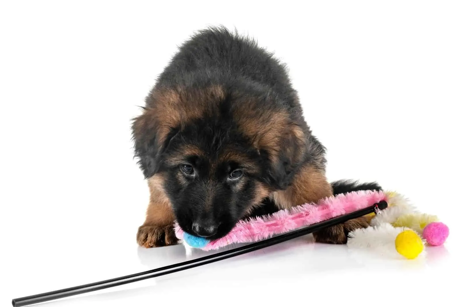 puppy german shepherd dog biting on a toy in white background