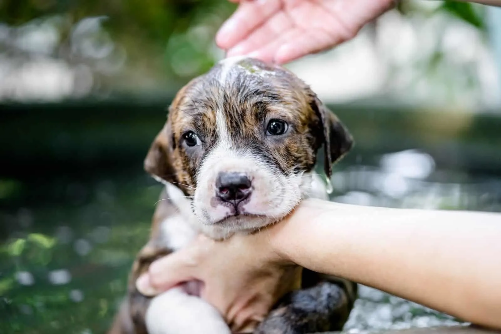 puppy pitbull dog getting bath 