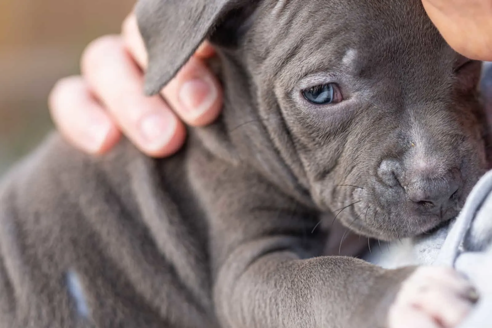 puppy with blue eyes gets a hug and a kiss