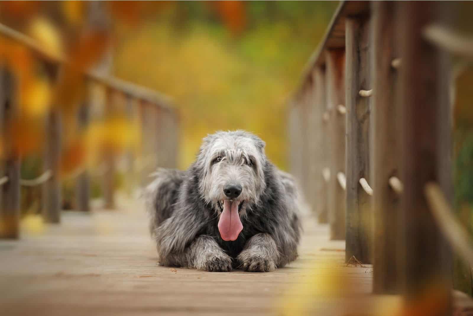 pure irish wolfhound sitting on the wooden bridge