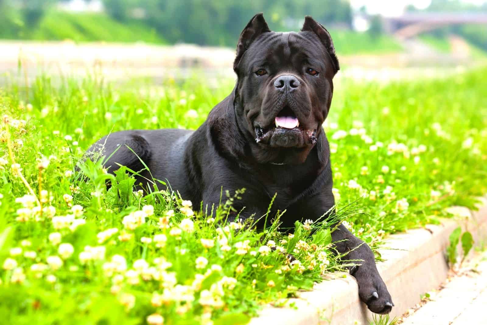 purebreed cane corso lying down in the grass garden