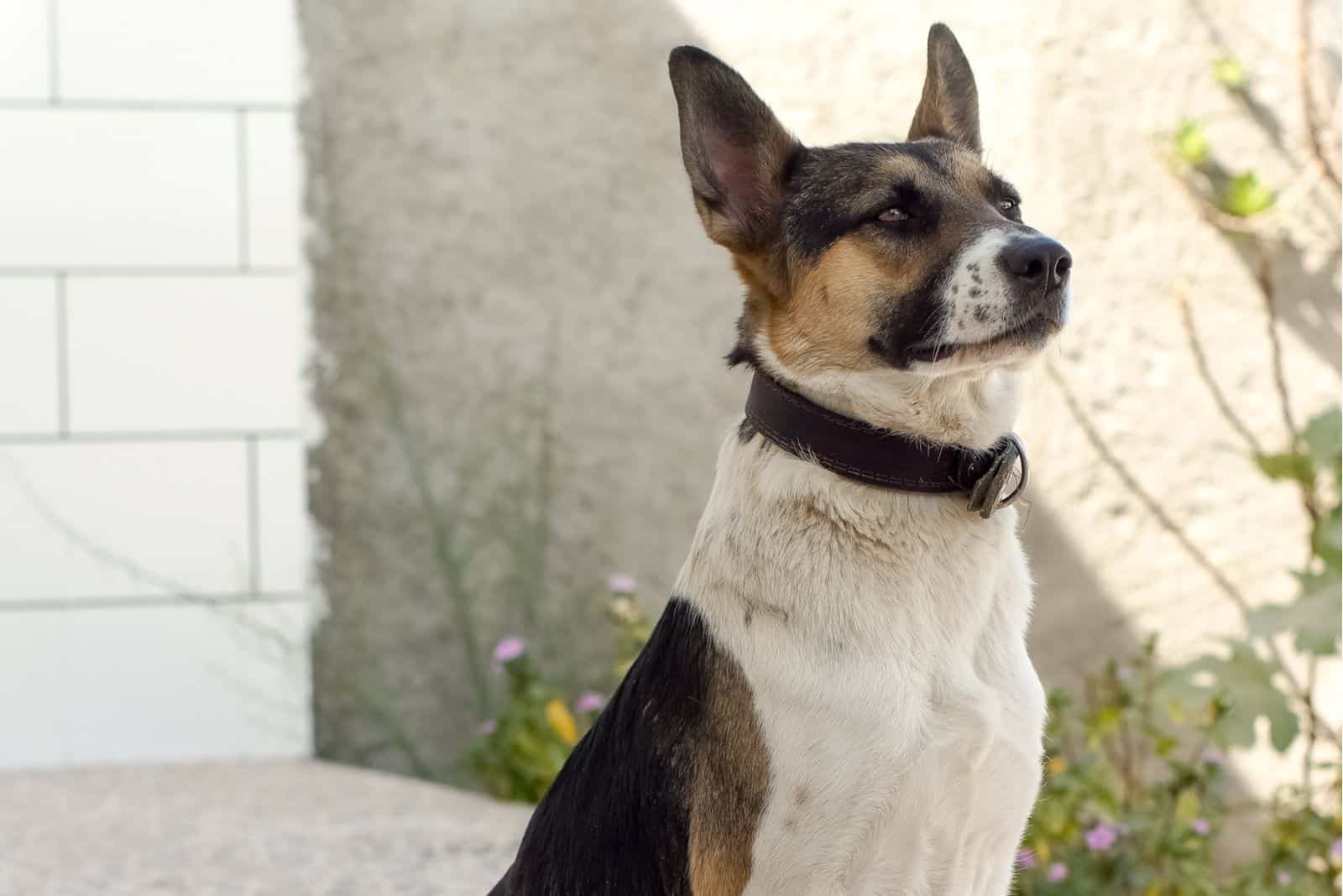 rare panda shepherd dog standing outdoors and looking up