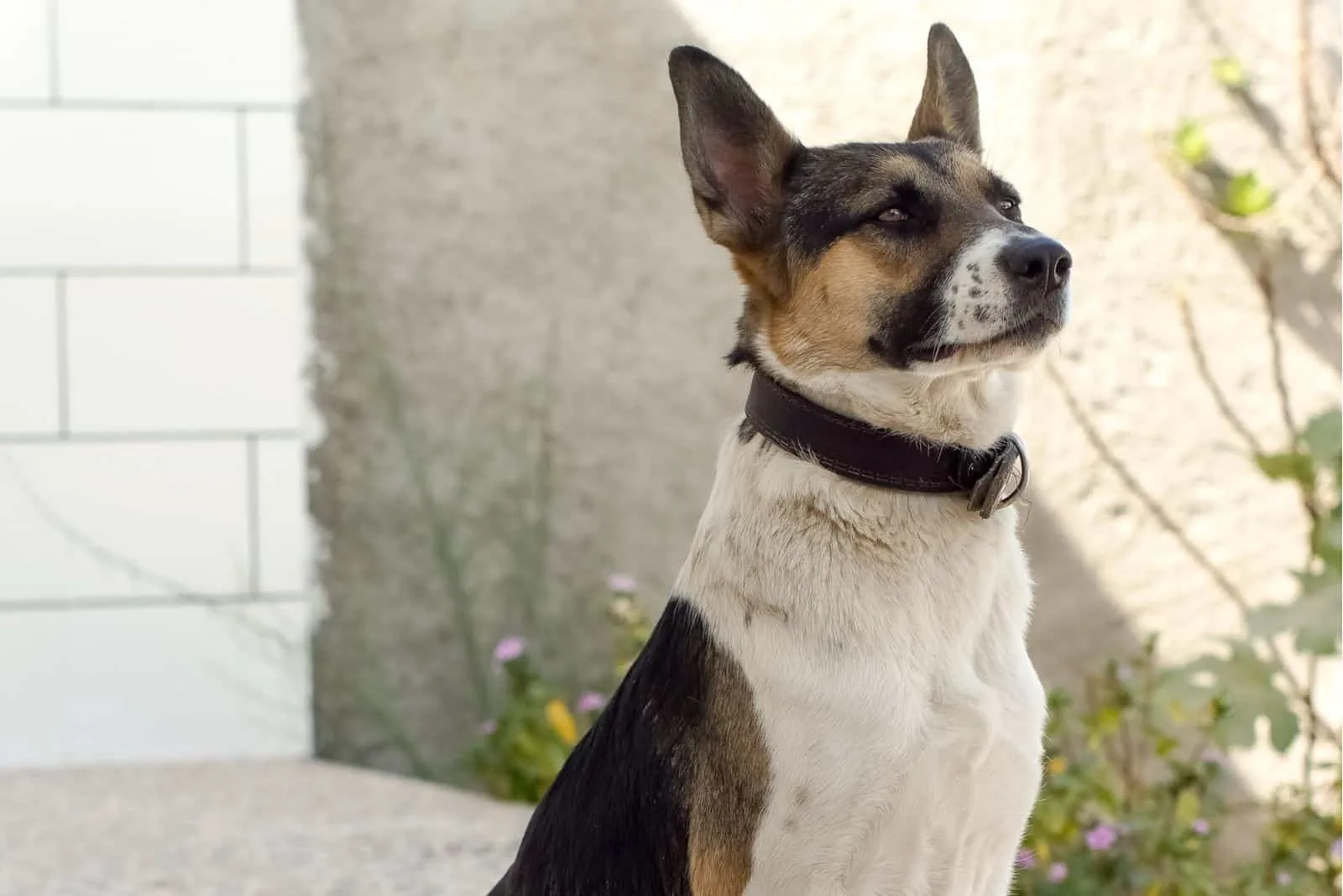 rare panda shepherd dog standing outdoors and looking up
