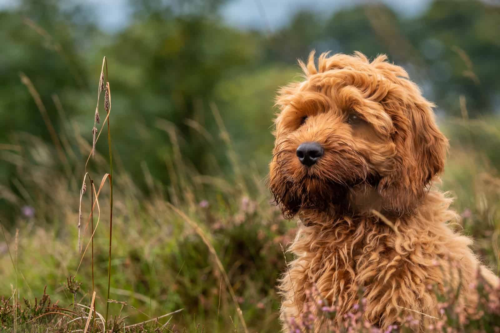 red Cockapoo puppy