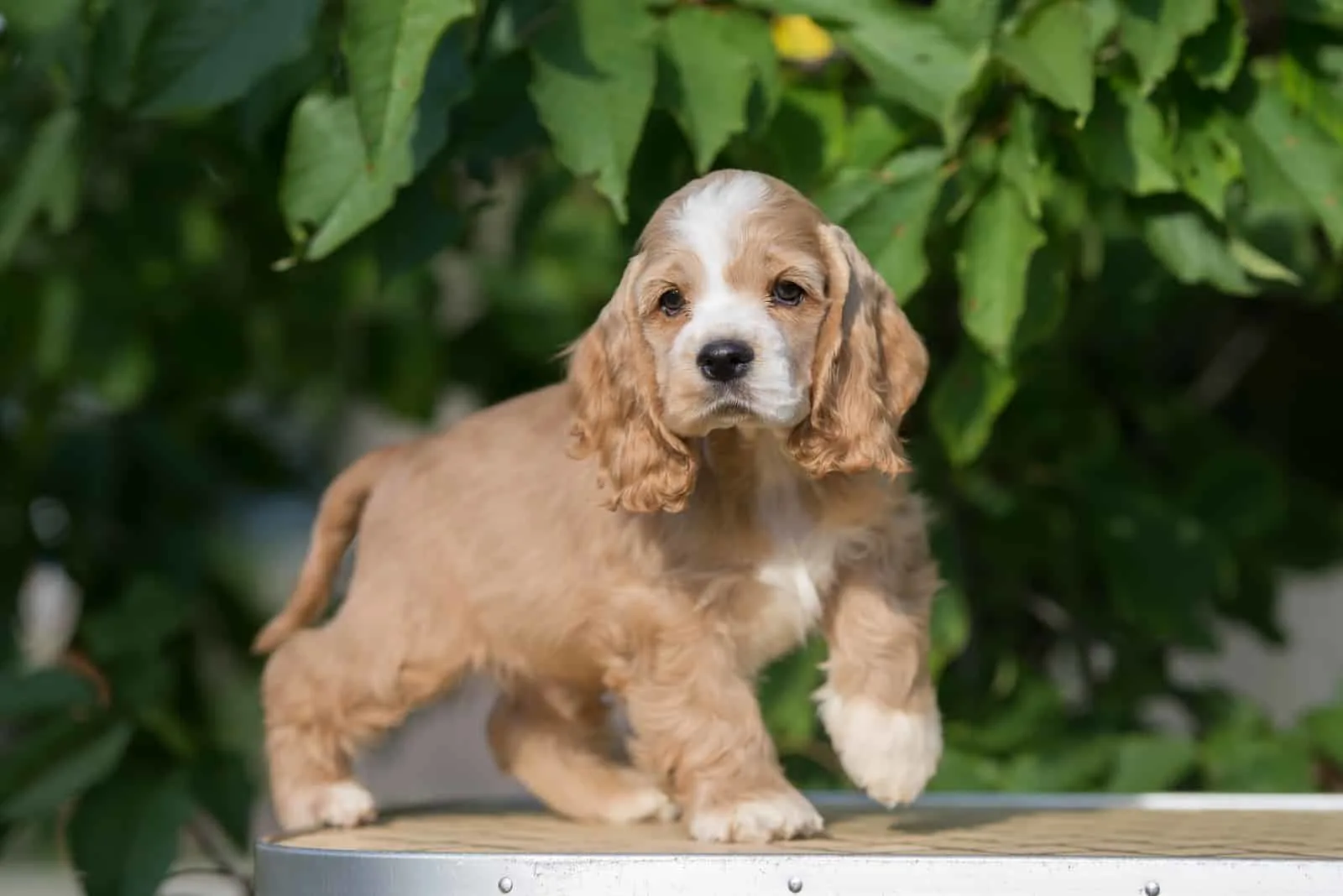 red and white american cocker spaniel puppy